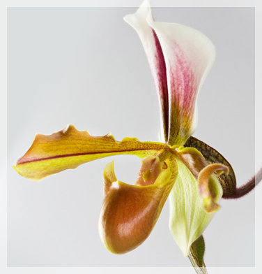 orchidee-aprosio-paphiopedilum-lathamianum-rex