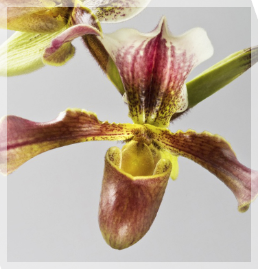 orchidee-aprosio-paphiopedilum-van-gogh